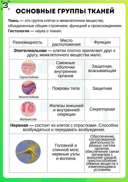 Ткани человека.jpg