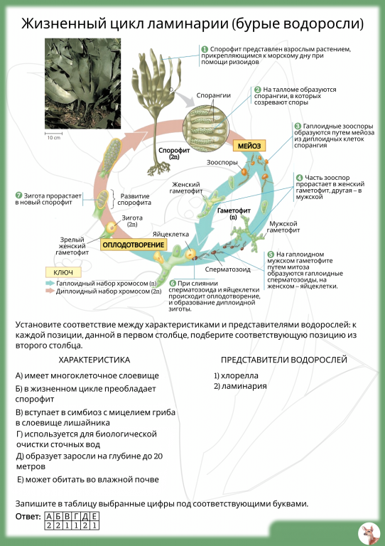 Жизненный цикл водорослей схема