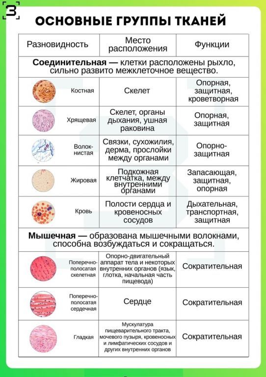 Тип 8 биология огэ. Основные группы тканей. Ткани человека ОГЭ биология. Ткани растений Вебиум. Ткани человека ЕГЭ биология.