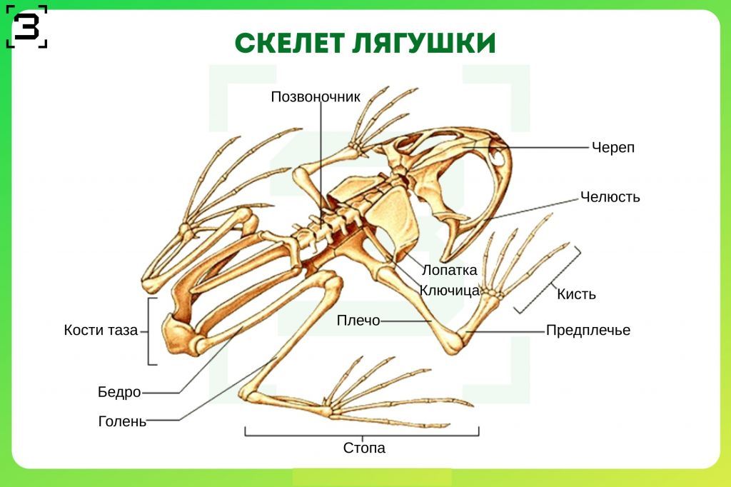 скелет лягушки.jpg