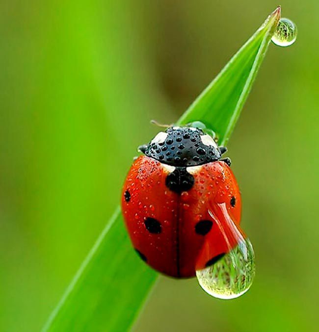 macro-1.jpg