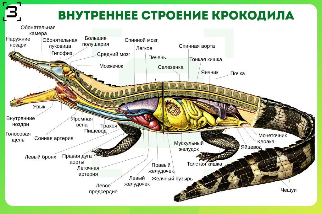 Внутренее строение крокодила.jpg