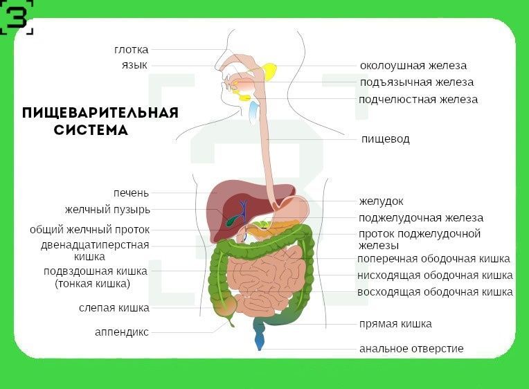 пищеварительная система.jpg