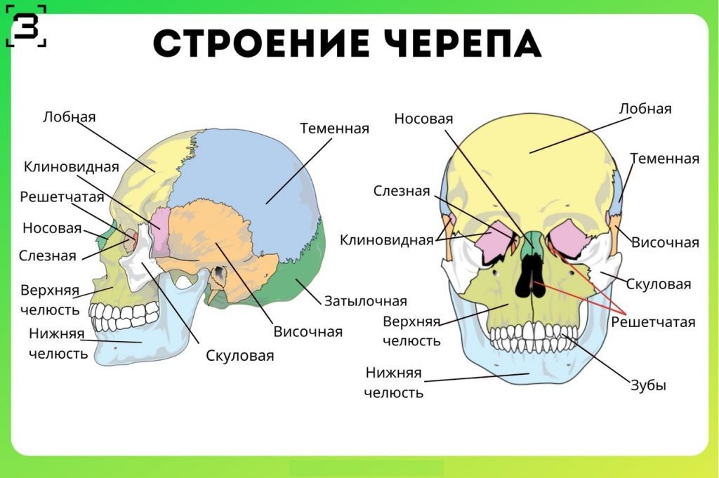 строение черепа.jpg