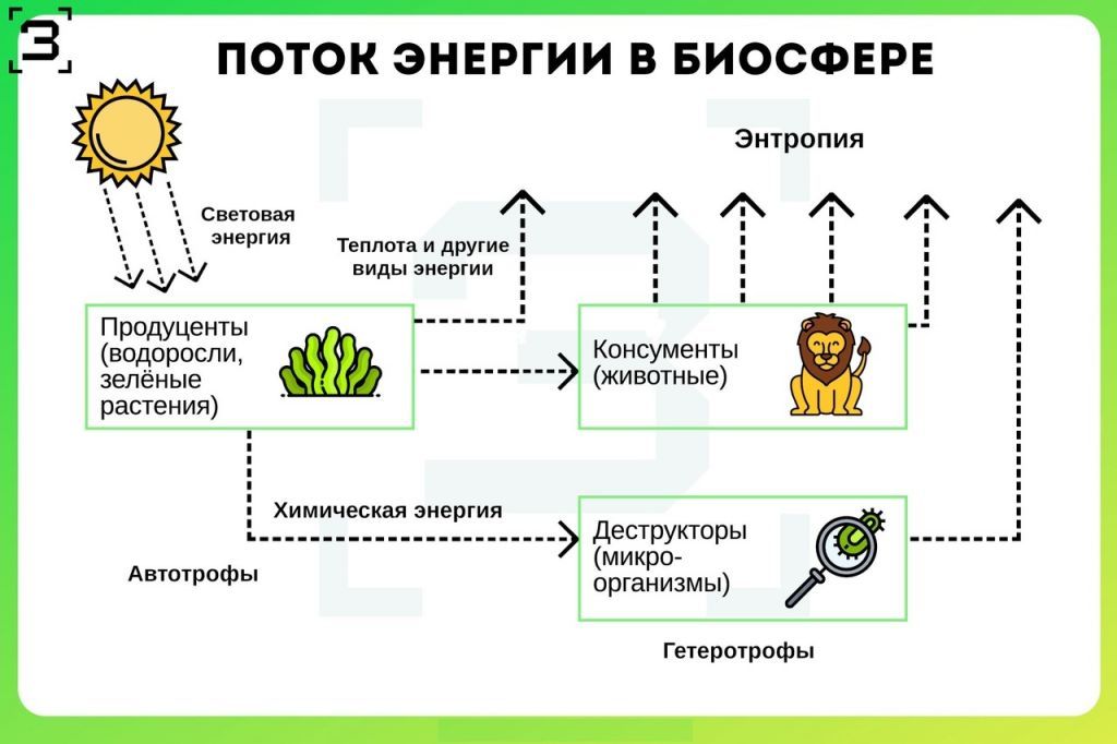 Данная схема потока энергии в экосистеме иллюстрирует закон