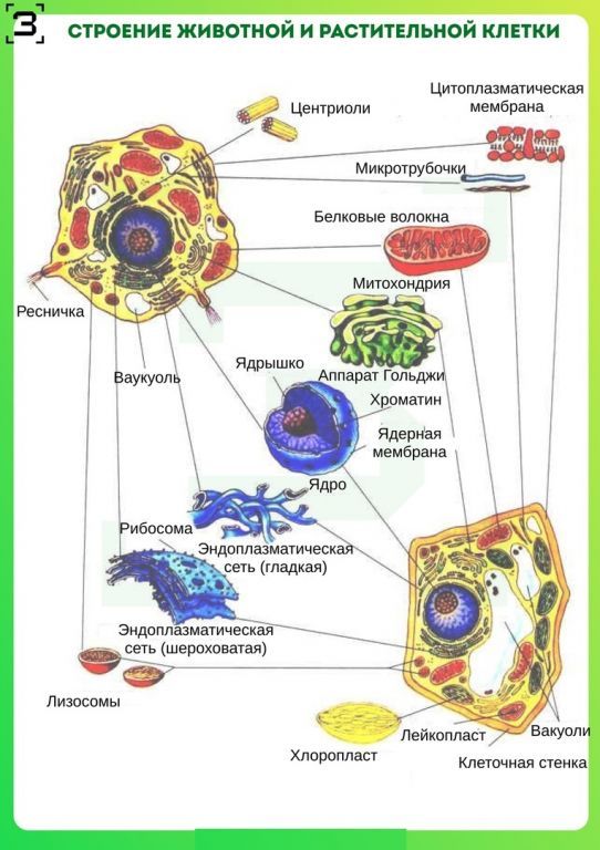 Органоиды клетки схема. Рис 11 схема строения животной и растительной клетки. Строение органоидов клетки растений. Схема строения животной и растительной клетки 9 класс. Схему строения живой животной и растительной клетки.