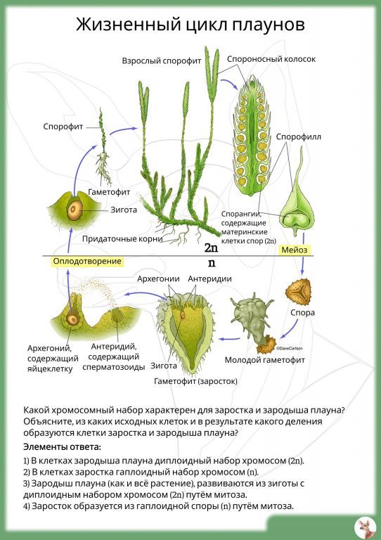 Циклы развития растений схемы егэ от водорослей до покрытосеменных