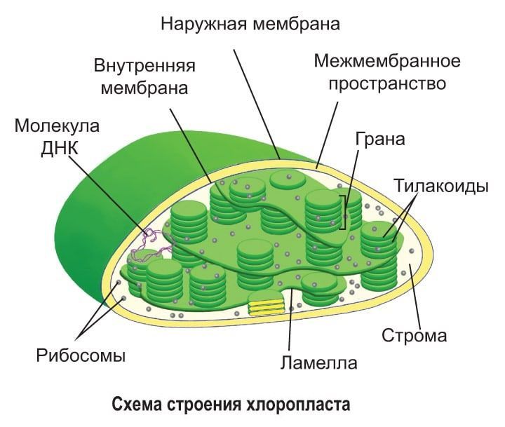 Схематический рисунок хлоропласта