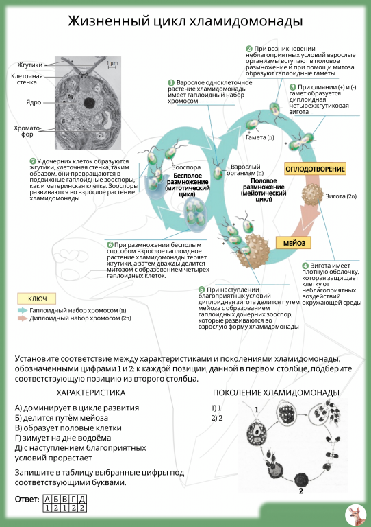 Zhiznenny_tsikl_khlamidomonady.png