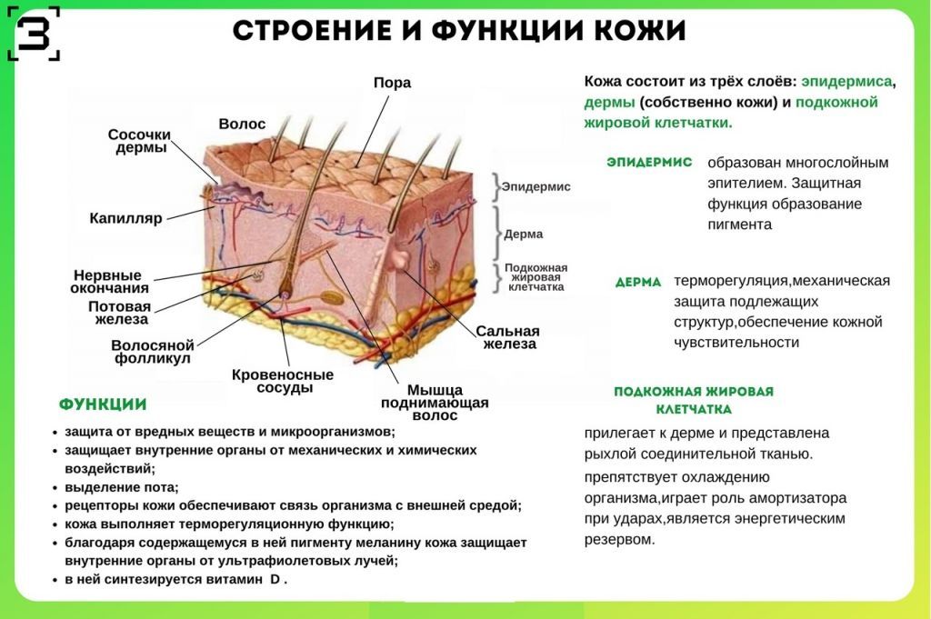 строение и функции кожи.jpg