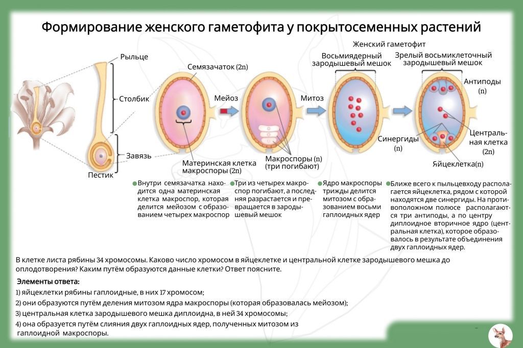 Деление характерное для половых клеток