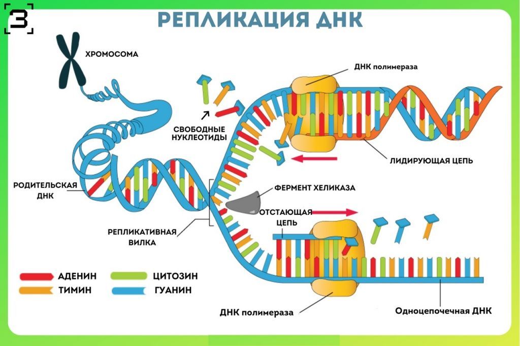 Биосинтез днк репликация схема ферменты