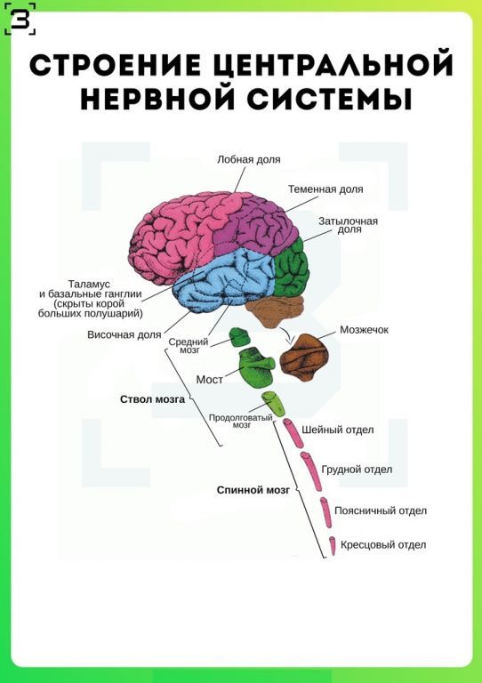 В состав центральной нервной системы входят. Строение ЦНС человека. Строение центральной нервной системы. Структуры центральной нервной системы. Структуры центральной нервной системы человека.