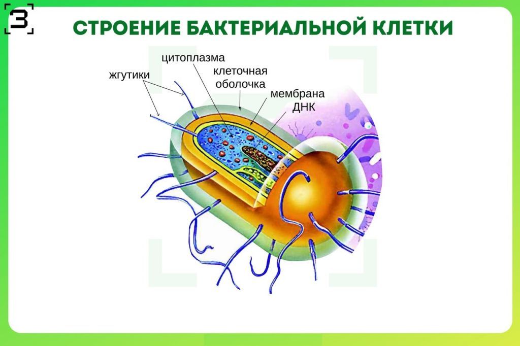 строение бактериальной клетки.jpg