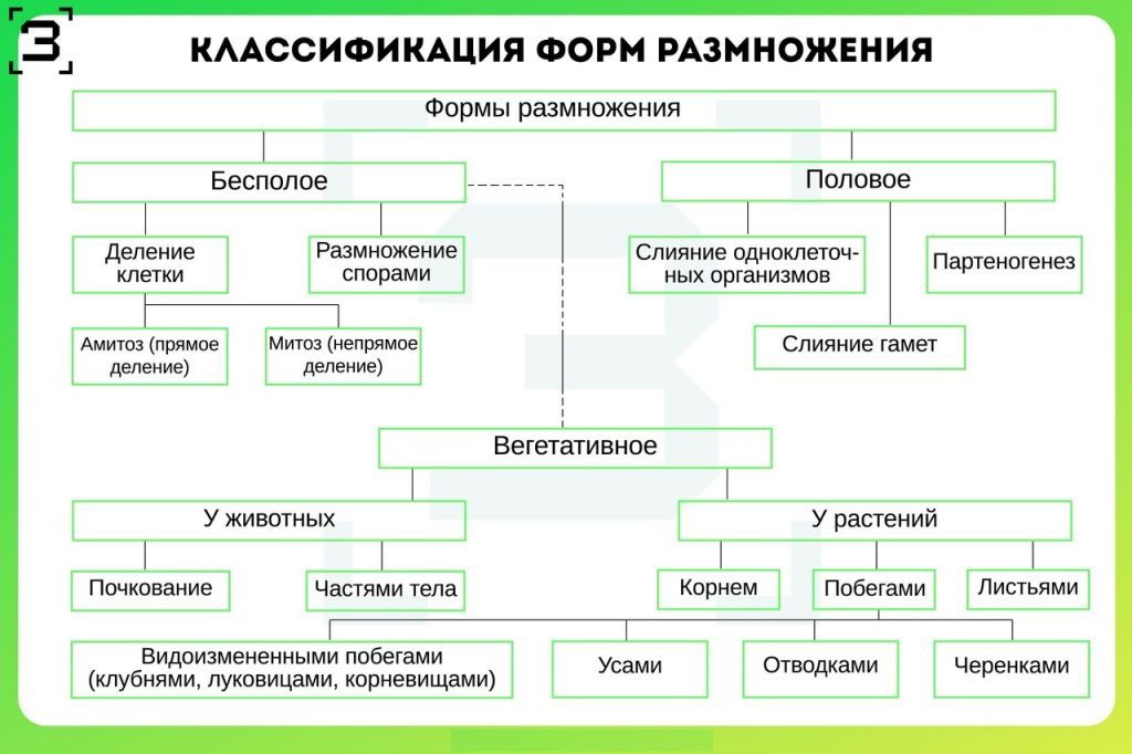 Формы размножения.jpg