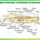 внутренее строение кузнечика.jpg