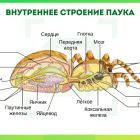 Внутренее строение паука.jpg