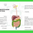 пищеварительная система.jpg