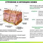 строение и функции кожи.jpg