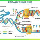 репликация ДНК.jpg