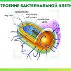 строение бактериальной клетки.jpg